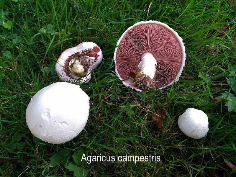 Agaricus campestris-amf131-1.jpg - Agaricus campestris ; Syn: Psalliota campestris ; Non français: Agaric champêtre. Rosé des prés